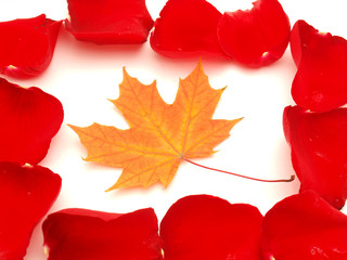 Maple leaf in rose-petals