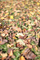 herbstblätter auf grünem gras okt 2010