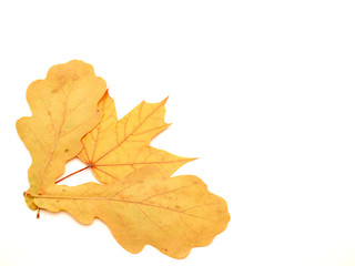 Multi-colored leaves