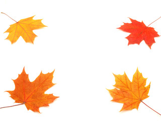 Multi-colored leaves