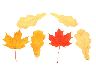 Multi-colored leaves