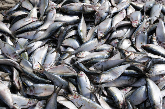 Harengs atlantiques fra&icirc;chement p&ecirc;ch&eacute;s &agrave; Joal-Fadiouth, S&eacute;n&eacute;gal