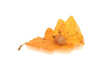 Naklejka premium Autumn leaf