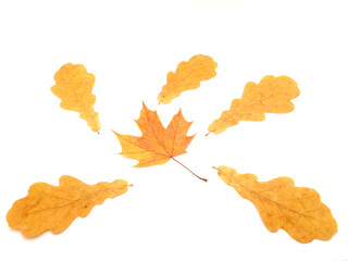 Multi-colored leaves