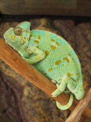 Green chameleon