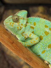 Green chameleon