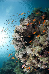 Fototapeta na wymiar Colorful tropical reef scene buzzing with Anthias.