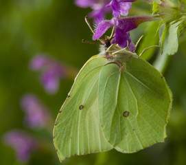 Listkowiec cytrynek Latolistek cytrynek Gonepteryx rhamni © Gucio_55