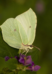Listkowiec cytrynek Latolistek cytrynek Gonepteryx rhamni © Gucio_55