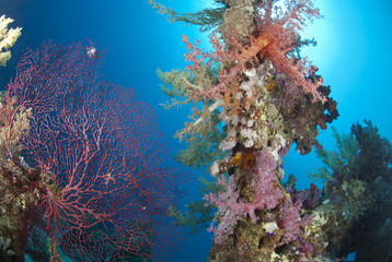 Naklejka na ściany i meble Colorful and vibrant tropical reef scene.
