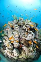 Fototapeta na wymiar Colorful and vibrant tropical reef scene, buzzing with Anthias.