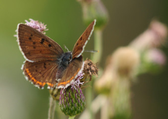 Czerwończyk zamgleniec Lycaena alciphron