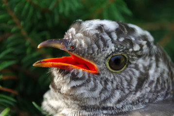 Portrait of a cuckoo