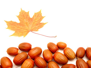 Acorns and leaves