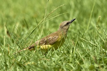 Stelzentyrann - Machetornis Rixosa