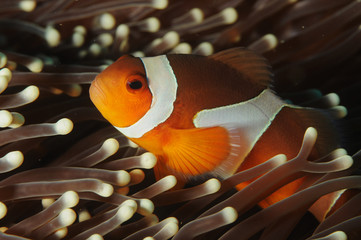 poisson-clown