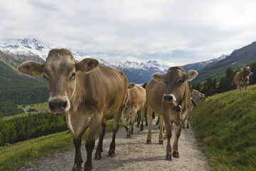 cow herd in the alps