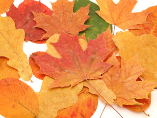 Naklejka na ściany i meble Multi-colored leaves