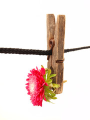 Flower and clothespin