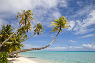 Tropical white sand beach and blue lagoon - obrazy, fototapety, plakaty