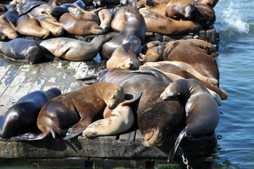 Lots of seals laying and resting