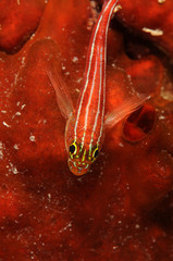 gobie-gorgone © delphine bonnon
