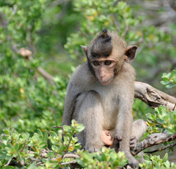 Close-up of a very surprised macaque monkey