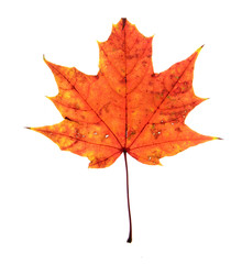 Fototapeta premium Autumn maple leaf