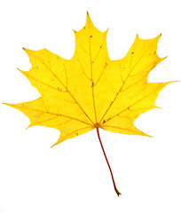 Naklejka premium Autumn maple leaf