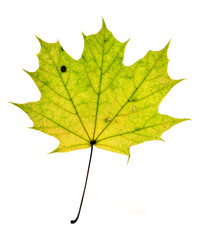 Autumn maple leaf