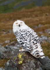 Snowy Owl
