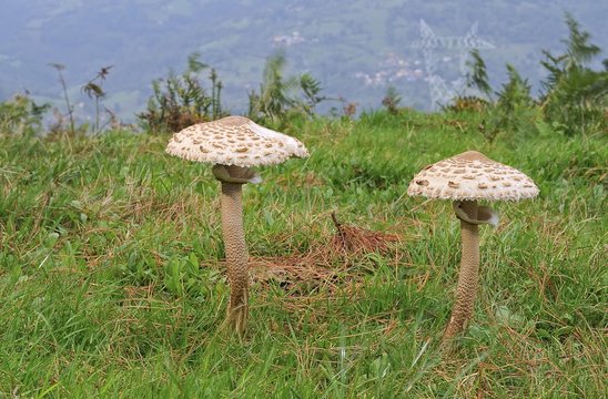 Recolecta de setas