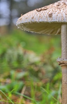 Media Lepiota