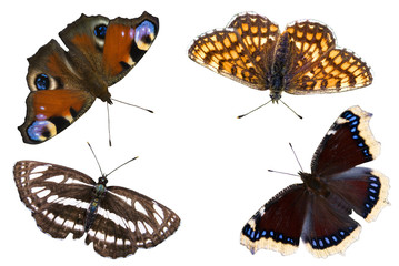 The four butterflies