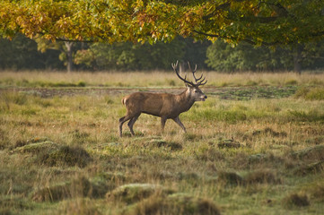Red Deer Rutting Season Autumn Fall