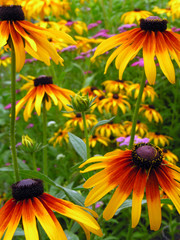 Black-Eyed Susan