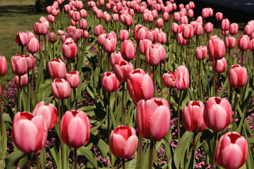 Tulip garden