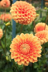 massif de dahlias © Anthony PELLIEUX