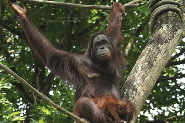 Orangutang Mother and Child