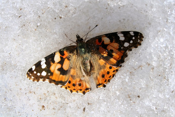 Fototapeta na wymiar Dead frozen butterfly in snow on glacier in high mountains