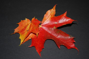 Fototapeta premium Herbstlaub