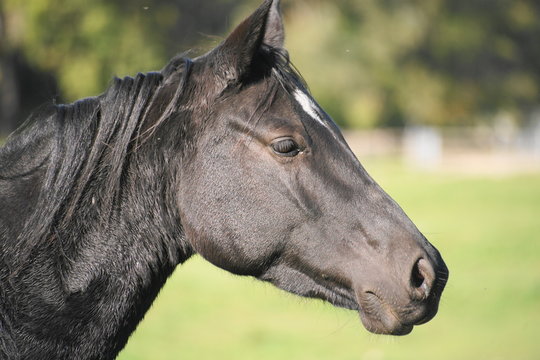 Schweres Warmblut