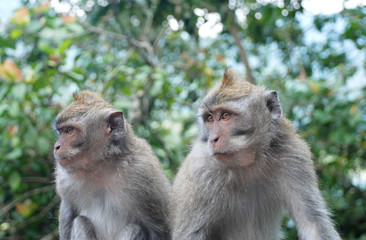 Balinese Monkeys