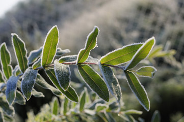 Plants and flowers in hoarfrost