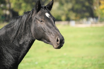 Fototapeta premium Schweres Warmblut