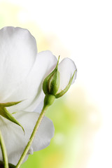 Bud of a white rose