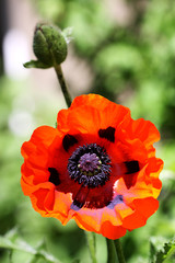 Red poppy