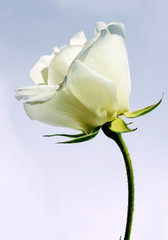 White rose