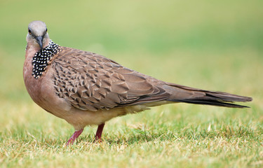 Bali Pigeon