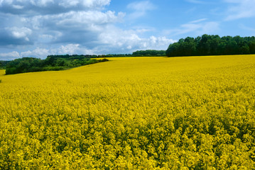 Obraz premium Canola
